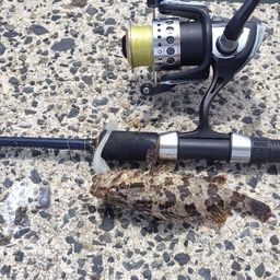 タケノコメバル