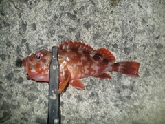 カサゴの釣果