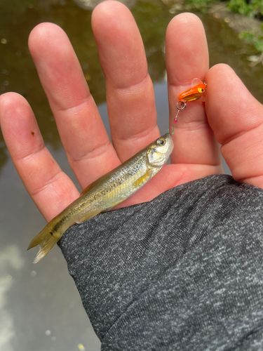 アブラハヤの釣果
