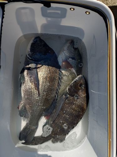 チヌの釣果