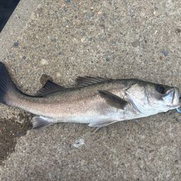 セイゴ（マルスズキ）