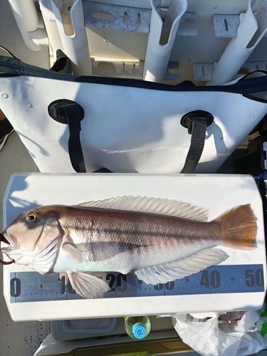アマダイの釣果
