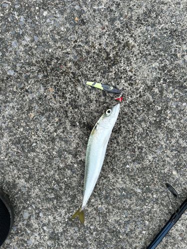 サバの釣果
