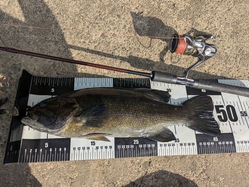 スモールマウスバスの釣果