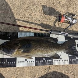 スモールマウスバス