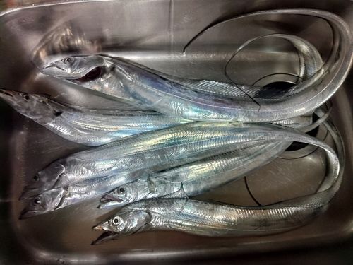 タチウオの釣果