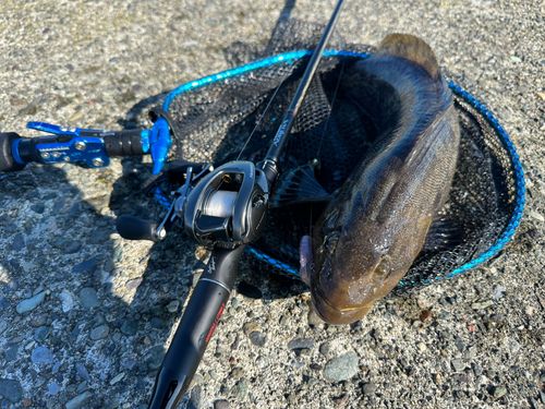 アブラコの釣果