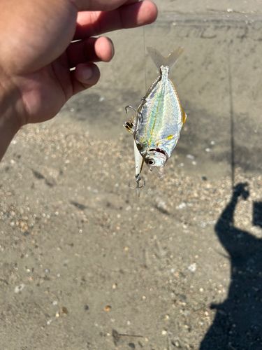 ヒイラギの釣果