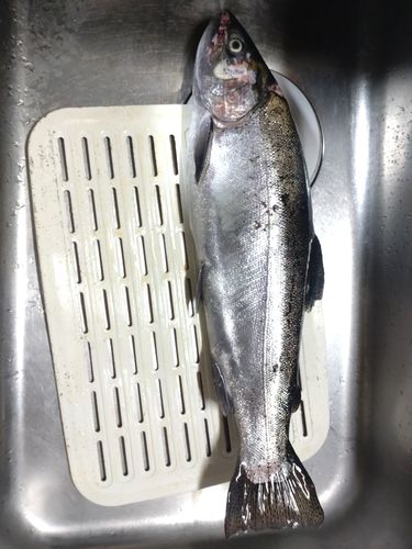 ニジマスの釣果