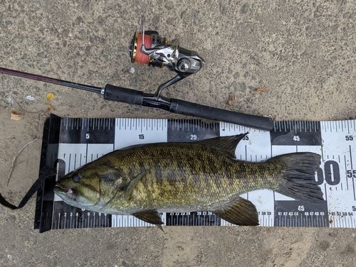 スモールマウスバスの釣果
