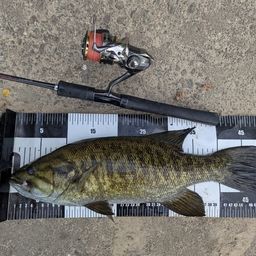 スモールマウスバス