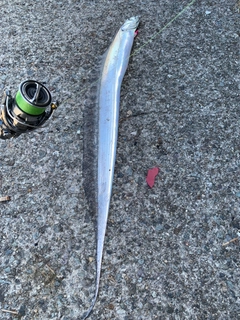 タチウオの釣果