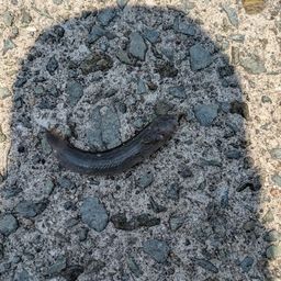 ハゼ
