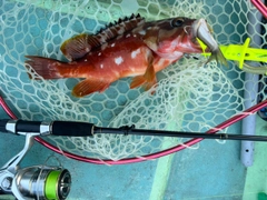 アカハタの釣果