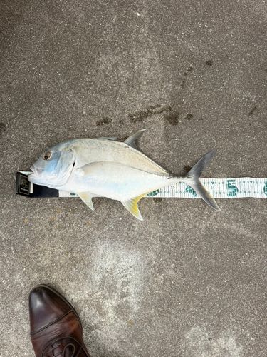 ロウニンアジの釣果