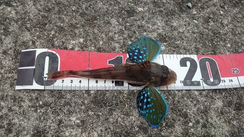 ホウボウの釣果