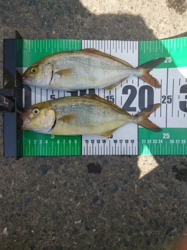ショゴの釣果