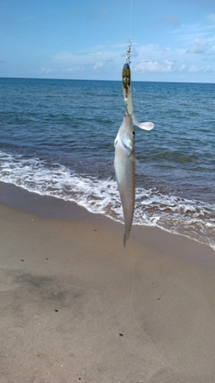 キスの釣果