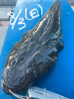 マゴチの釣果