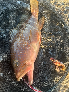 アコウの釣果