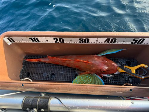 ホウボウの釣果