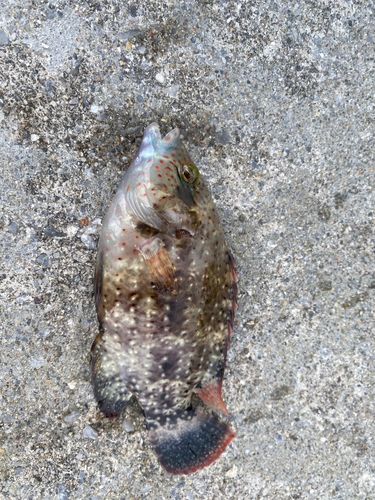 釣果
