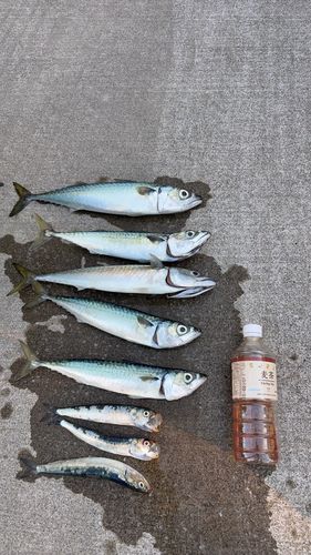 サバの釣果