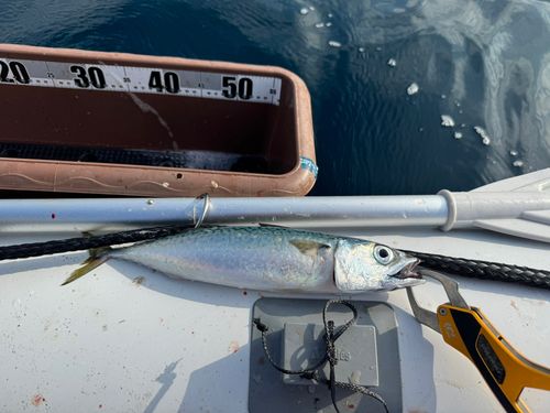 サバの釣果