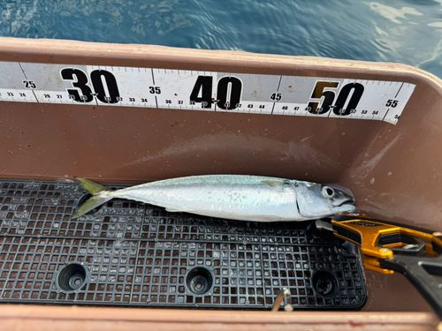 サバの釣果