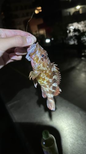 カサゴの釣果