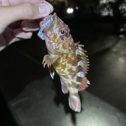 カサゴ