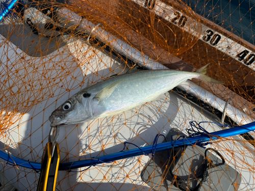 マルアジの釣果