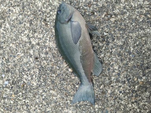 メジナの釣果