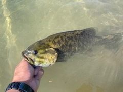 スモールマウスバスの釣果