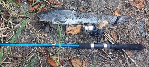 ナマズの釣果