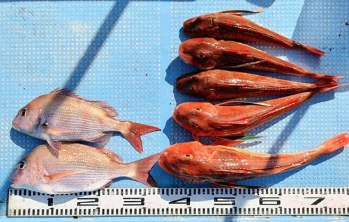 マダイの釣果