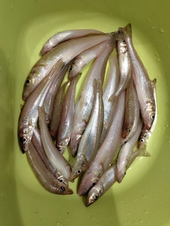 キスの釣果