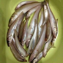 キス