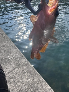 アコウの釣果