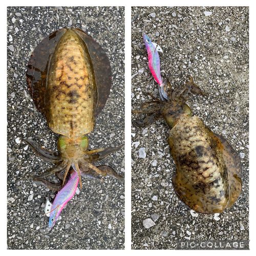アオリイカの釣果