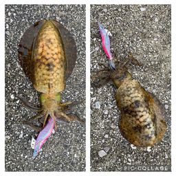 アオリイカ
