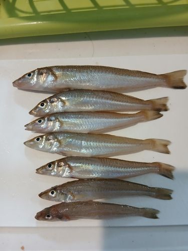 キスの釣果