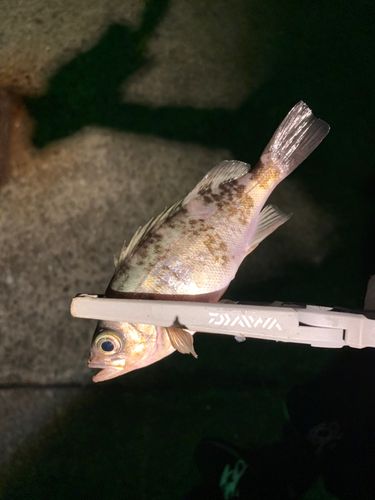 メバルの釣果
