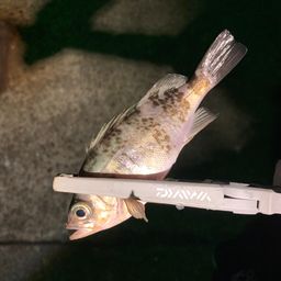 メバル