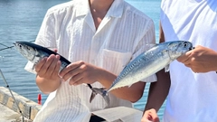 ソウダガツオの釣果