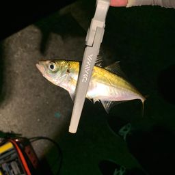 アジ