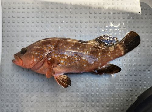 アコウの釣果