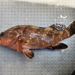 アコウ