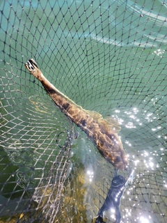 マゴチの釣果