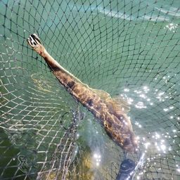 マゴチ